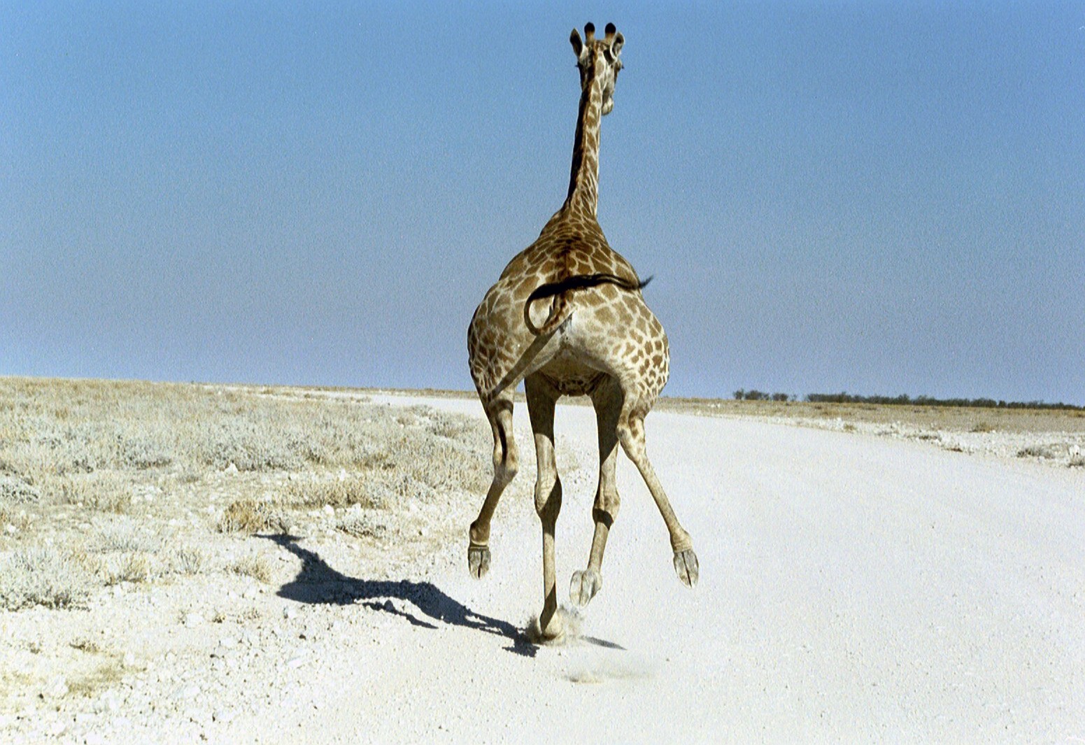 giraffengalopp4